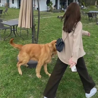 狮子今夜入睡